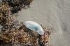 <img100*0:stuff/z/73640/Texas%2520coastline/i1262479195_17.jpg>