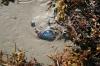 <img100*0:stuff/z/73640/Texas%2520coastline/i1262479195_18.jpg>