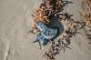 <img100*0:stuff/z/73640/Texas%2520coastline/i1262479195_20.jpg>