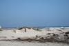 <img100*0:stuff/z/73640/Texas%2520coastline/i1262479195_21.jpg>