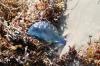 <img100*0:stuff/z/73640/Texas%2520coastline/i1262479195_22.jpg>