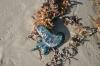<img100*0:stuff/z/73640/Texas%2520coastline/i1262479195_25.jpg>