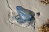 <img100*0:stuff/z/73640/Texas%2520coastline/i1262479195_27.jpg>