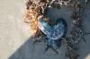 <img100*0:stuff/z/73640/Texas%2520coastline/i1262479195_29.jpg>