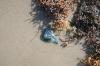 <img100*0:stuff/z/73640/Texas%2520coastline/i1262479195_35.jpg>
