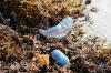 <img100*0:stuff/z/73640/Texas%2520coastline/i1262479195_37.jpg>