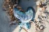 <img100*0:stuff/z/73640/Texas%2520coastline/i1262479196_38.jpg>