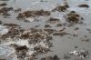 <img100*0:stuff/z/73640/Texas%2520coastline/i1262480847_20.jpg>