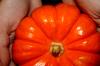 <img100*0:stuff/z/73640/Thanksgiving%2520reference/i1259819940_8.jpg>