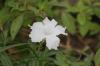 <img100*0:stuff/z/73640/White%2520Flower%2520Reference/i1265068124_1.jpg>