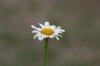 <img100*0:stuff/z/73640/White%2520Flower%2520Reference/i1265068124_2.jpg>