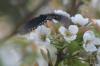 <img100*0:stuff/z/73640/White%2520Flower%2520Reference/i1265068124_3.jpg>