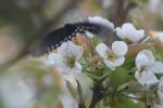 White Flower Reference