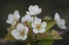 <img100*0:stuff/z/73640/White%2520Flower%2520Reference/i1265068124_5.jpg>