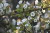 <img100*0:stuff/z/73640/White%2520Flower%2520Reference/i1265068125_10.jpg>