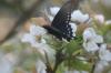 <img100*0:stuff/z/73640/White%2520Flower%2520Reference/i1265068125_11.jpg>