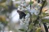 <img100*0:stuff/z/73640/White%2520Flower%2520Reference/i1265068125_12.jpg>