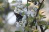 <img100*0:stuff/z/73640/White%2520Flower%2520Reference/i1265068125_14.jpg>