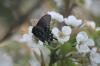 <img100*0:stuff/z/73640/White%2520Flower%2520Reference/i1265068125_6.jpg>