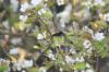 <img100*0:stuff/z/73640/White%2520Flower%2520Reference/i1265068125_7.jpg>