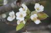 <img100*0:stuff/z/73640/White%2520Flower%2520Reference/i1265068125_8.jpg>