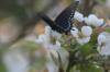 <img100*0:stuff/z/73640/White%2520Flower%2520Reference/i1265068125_9.jpg>