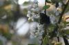 <img100*0:stuff/z/73640/White%2520Flower%2520Reference/i1265068126_16.jpg>