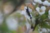 <img100*0:stuff/z/73640/White%2520Flower%2520Reference/i1265068126_17.jpg>