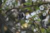 <img100*0:stuff/z/73640/White%2520Flower%2520Reference/i1265069899_1.jpg>