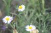 <img100*0:stuff/z/73640/White%2520Flower%2520Reference/i1265069899_10.jpg>