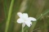 <img100*0:stuff/z/73640/White%2520Flower%2520Reference/i1265069899_11.jpg>