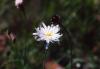 <img100*0:stuff/z/73640/White%2520Flower%2520Reference/i1265069899_12.jpg>