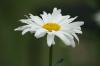 <img100*0:stuff/z/73640/White%2520Flower%2520Reference/i1265069899_13.jpg>