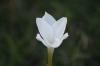 <img100*0:stuff/z/73640/White%2520Flower%2520Reference/i1265069899_14.jpg>