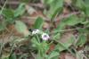 <img100*0:stuff/z/73640/White%2520Flower%2520Reference/i1265069899_15.jpg>