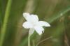 <img100*0:stuff/z/73640/White%2520Flower%2520Reference/i1265069899_16.jpg>