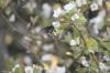 <img100*0:stuff/z/73640/White%2520Flower%2520Reference/i1265069899_2.jpg>