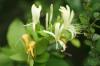 <img100*0:stuff/z/73640/White%2520Flower%2520Reference/i1265069899_3.jpg>