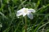 <img100*0:stuff/z/73640/White%2520Flower%2520Reference/i1265069899_4.jpg>