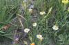<img100*0:stuff/z/73640/White%2520Flower%2520Reference/i1265069899_5.jpg>