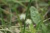 <img100*0:stuff/z/73640/White%2520Flower%2520Reference/i1265069899_6.jpg>