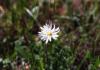 <img100*0:stuff/z/73640/White%2520Flower%2520Reference/i1265069899_7.jpg>