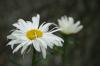 <img100*0:stuff/z/73640/White%2520Flower%2520Reference/i1265069899_8.jpg>
