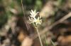 <img100*0:stuff/z/73640/White%2520Flower%2520Reference/i1265069899_9.jpg>