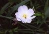 <img100*0:stuff/z/73640/White%2520Flower%2520Reference/i1265069900_17.jpg>