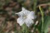 <img100*0:stuff/z/73640/White%2520Flower%2520Reference/i1265069900_18.jpg>