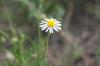 <img100*0:stuff/z/73640/White%2520Flower%2520Reference/i1265069900_19.jpg>