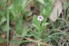 <img100*0:stuff/z/73640/White%2520Flower%2520Reference/i1265069900_20.jpg>