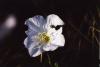 <img100*0:stuff/z/73640/White%2520Flower%2520Reference/i1265069900_21.jpg>
