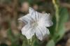 <img100*0:stuff/z/73640/White%2520Flower%2520Reference/i1265069900_22.jpg>
